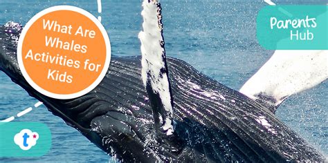 Whale Activity and Its