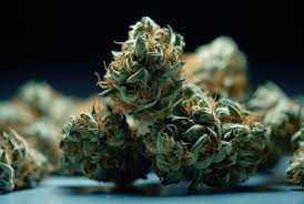 Cannabis Seeds California Your Ultimate Guide to Growing in the Golden State