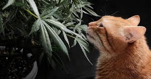 Cannabis Seeds California Your Ultimate Guide to Growing in the Golden State